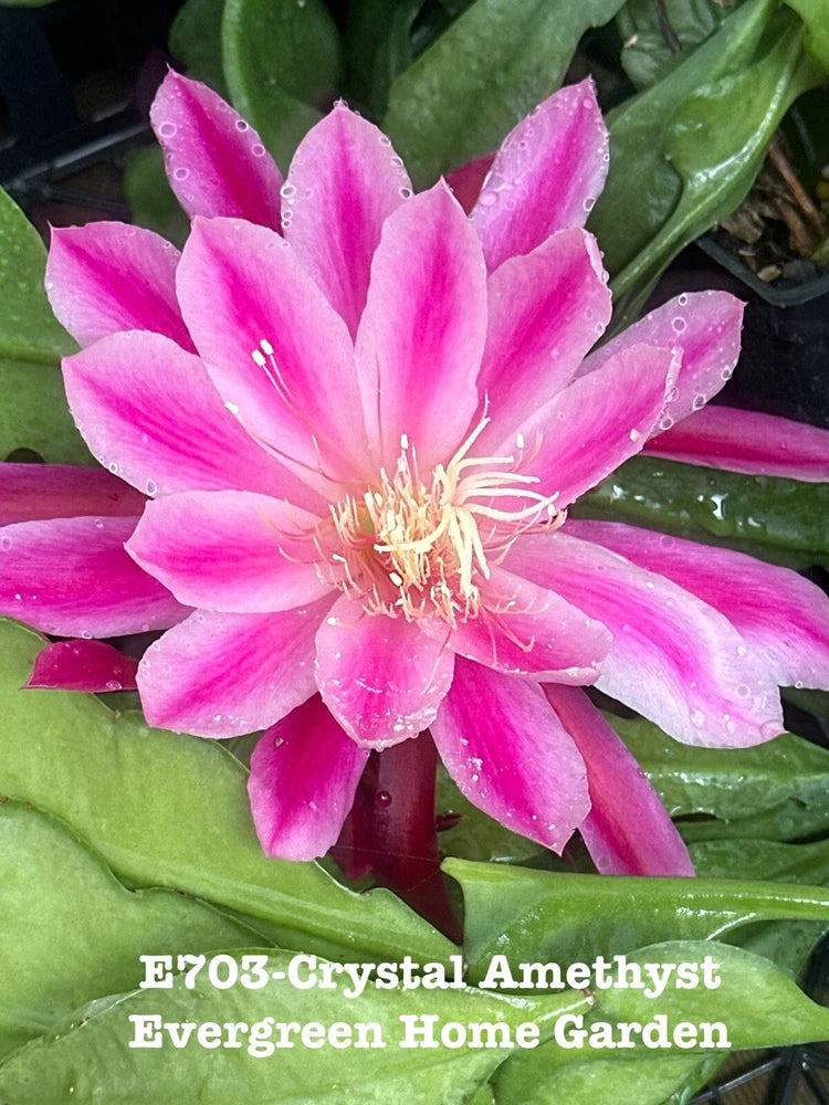 Pink orchid cactus flower on green pads, rooted in a small starter pot