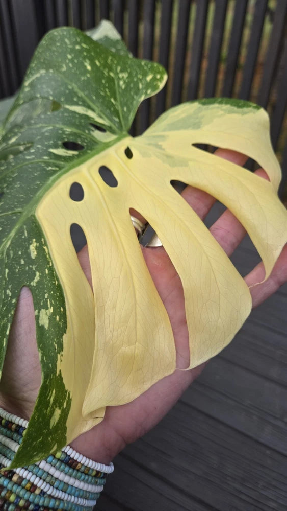 Variegated monstera plant leaves, cream-yellow and dark green split leaves