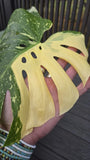 Beautiful Rare Large Monstera Thai Constellation Creme Brulee Aroid 23" Orchids