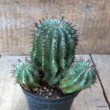 D6496 EUPHORBIA HORRIDA pot10-H13-W14 cm MaMa Cactus Green Plant