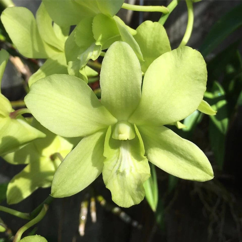 Green blooming orchid flower with five pointed petals and curved leaves