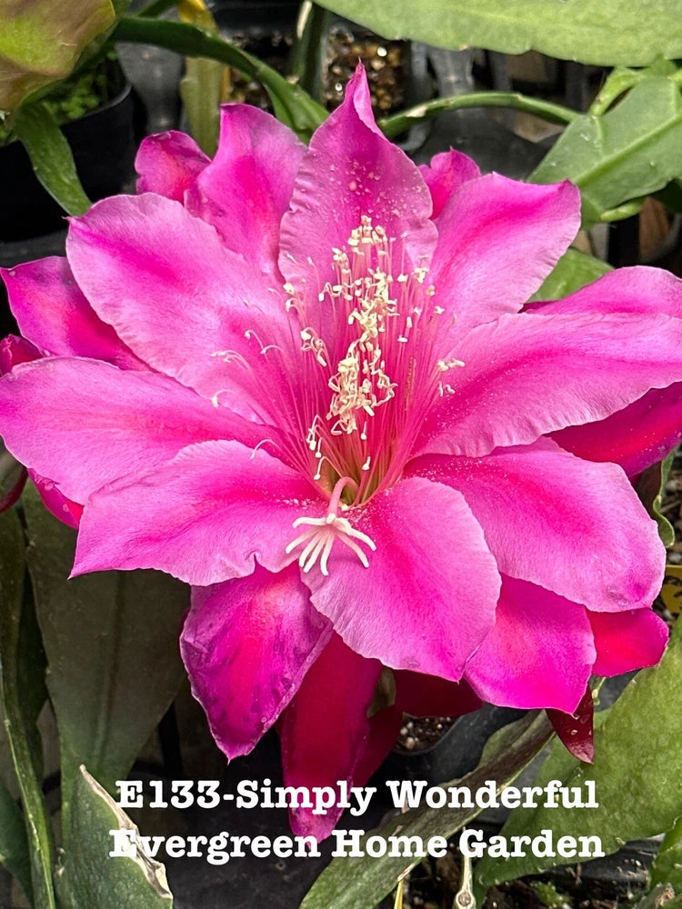 Potted orchid cactus with bright pink five-petal bloom and long white stamens, green stems