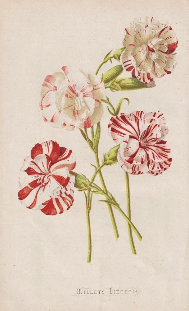 Oeillets carnation flowers flowers botany botany Morren litho 1868 Carnation