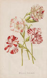 Oeillets carnation flowers flowers botany botany Morren litho 1868 Carnation