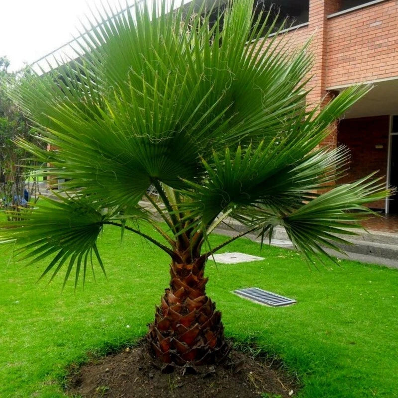 Washingtonia filifera seeds Mexican robusta fan palm tree desert California Flowering Plants