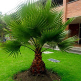 Washingtonia filifera seeds Mexican robusta fan palm tree desert California Flowering Plants