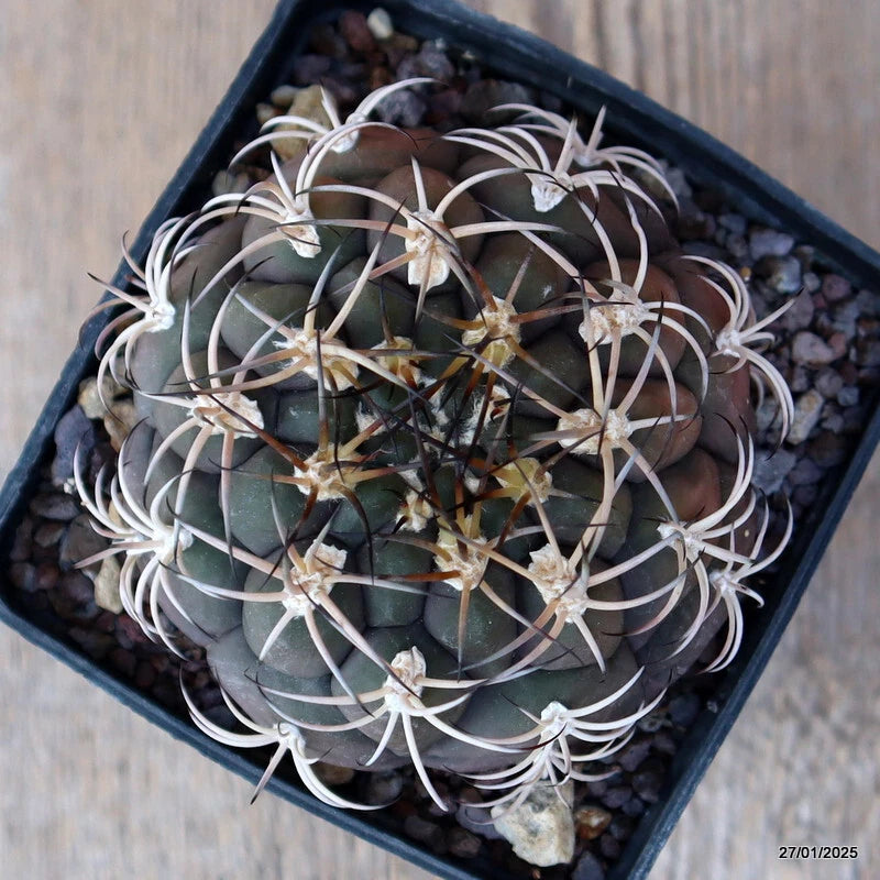 Potted Gymnocalycium pflansii cactus with green body and long white spines