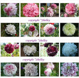 Heirloom Antique Botanical Mix Som. Poppy Seeds 1000+   PoppyQueen__ Flowering Plants