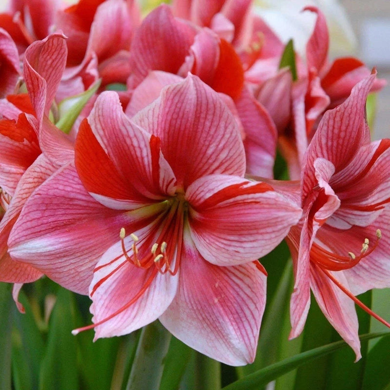 Pink and orange double amaryllis lily flowers with striped petals