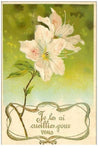 Flowers No. 4540 White Lilies GauffrŽe Lily