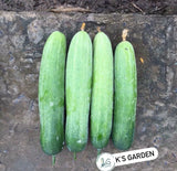 (10 PCS) F1 CUCUMBER SEEDS, D_A LEO LAI F1 | 98% GERMINATION | Garden Plants