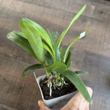 Orchid live Encyclia cordigera var. alba x Epi robustum - potted Orchids