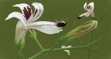 Andrographis paniculata 50 Seeds, Medicinal Supplement King of Bitters, Chiretta Flowering Plants