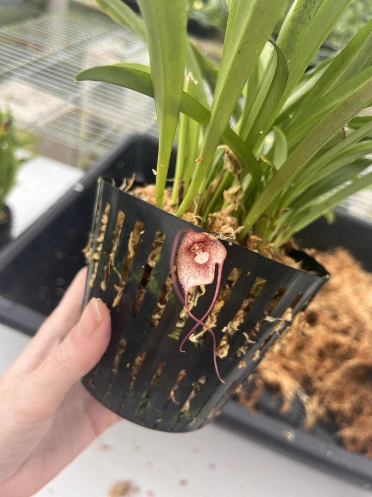 Orchid plant in black net pot with pink flower and green leaves