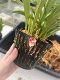 Dracula Ineaqualis 3.5Ó Net Pot Orchids