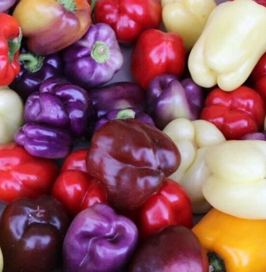 BELL PEPPER SEEDS MIX 50+ RED purple GREEN white YELLOW chocolate GARDEN VEGGIES Garden Plants