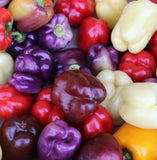 BELL PEPPER SEEDS MIX 50+ RED purple GREEN white YELLOW chocolate GARDEN VEGGIES Garden Plants