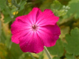 40 ROSE CAMPION SEEDS  Lychnis coronaria - rose-pink trumpet shaped flowers Garden Plants