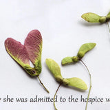 M&T 12PCS Real Pressed elm fruit, floral supply leaves for art craft FSS68 Dried Flower