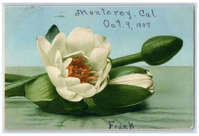 Antique postcard featuring white water lily blossoms with green leaves