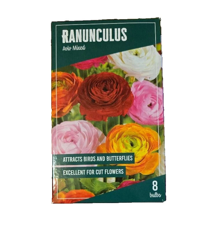 8 Aviv Mixed Ranunculus Bulbs  Attracts birds & butterflies Excellent cut flower Ranunculus