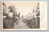 Fresno California Walking Trail Pampas Grass CA c1907 Postcard Pampas Grass