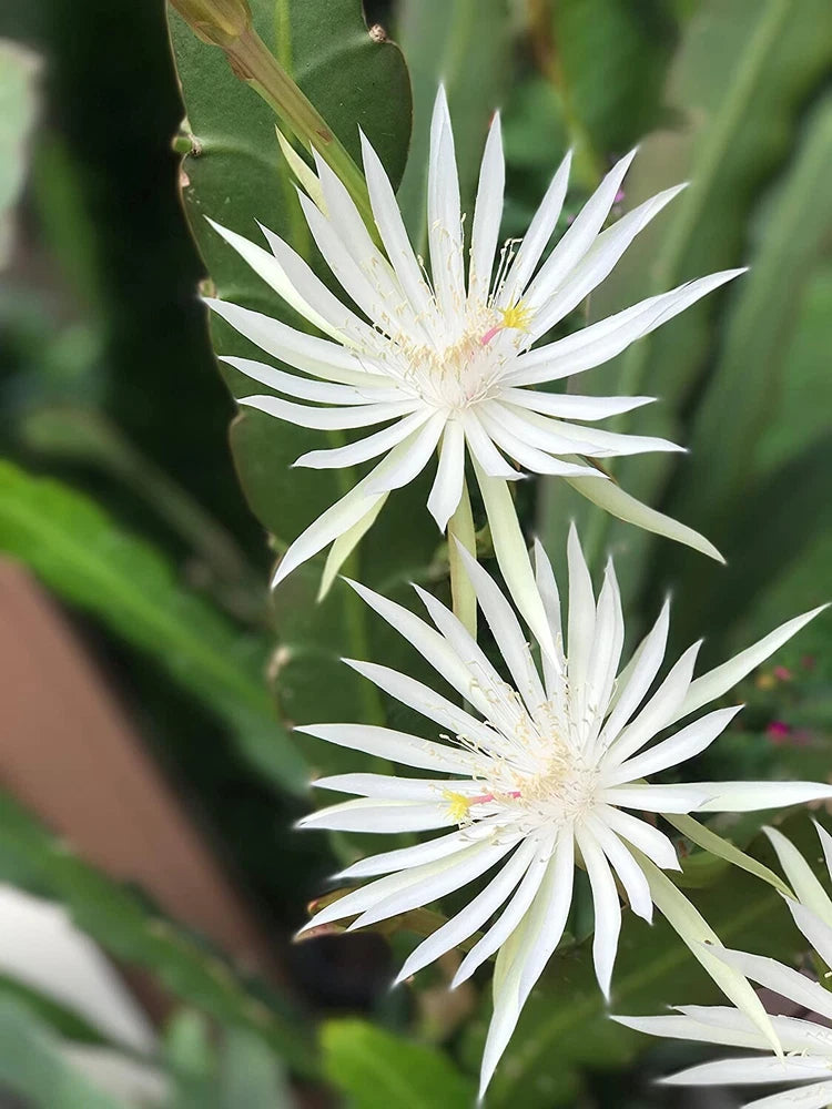Night-blooming orchid cactus cuttings with white star-shaped flowers