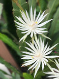 2 Hookeri Epiphyllum Orchid Cactus Night Blooming cuttings + free gift cutting Orchids