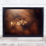 Withe Hydrangea flower close up autumn Wall Art Print Hydrangea