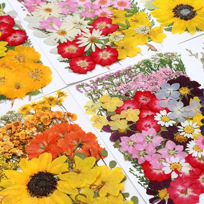 Assorted dried flower petals in bright yellow, pink, red, and orange on paper squares