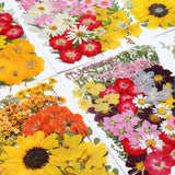 12x DIY Dried Flower Plant Specimen Scrapbook Materials Craft Wedding Invitation Dried Flower