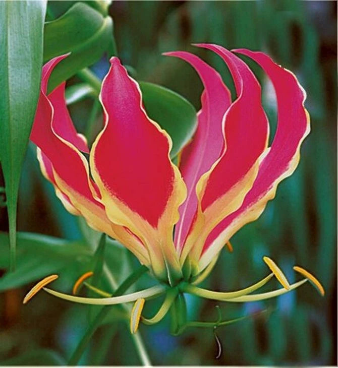 Gloriosa Rothschildiana Glory Vine 10 Seeds, Climbing Flame Lily Lily