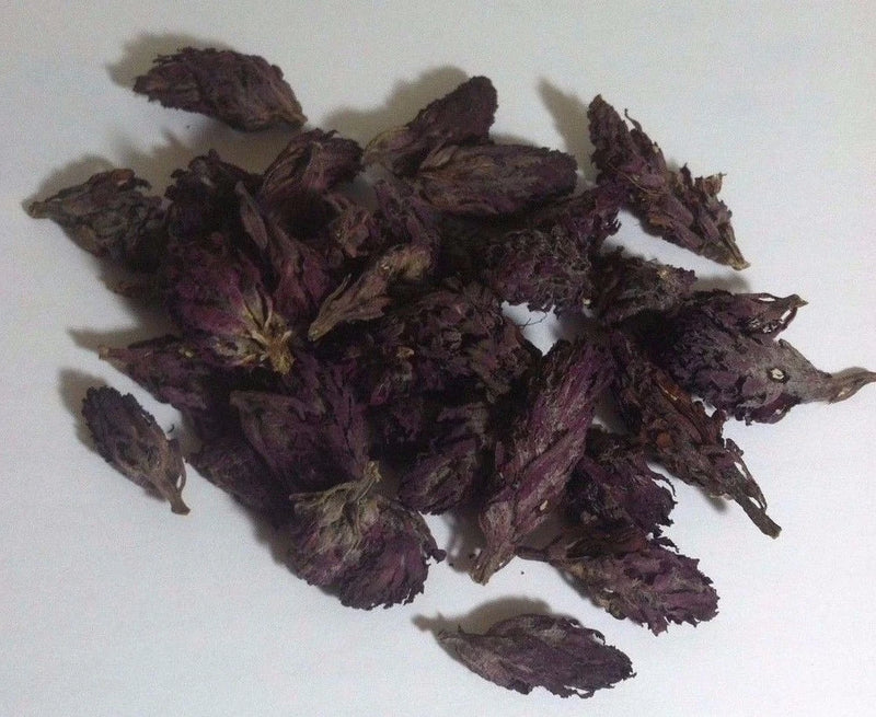 7 grams Indian Warrior Flowers (Pedicularis Densiflora) Wildharvested USA Flowering Plants