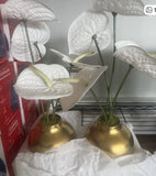 4 ct Artificial White Anthurium Flower Arrangement in Gold Vase Centerpiece Green Plant