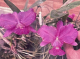 Orchid live Cattleya walkeriana var. flamea - bare root Orchids
