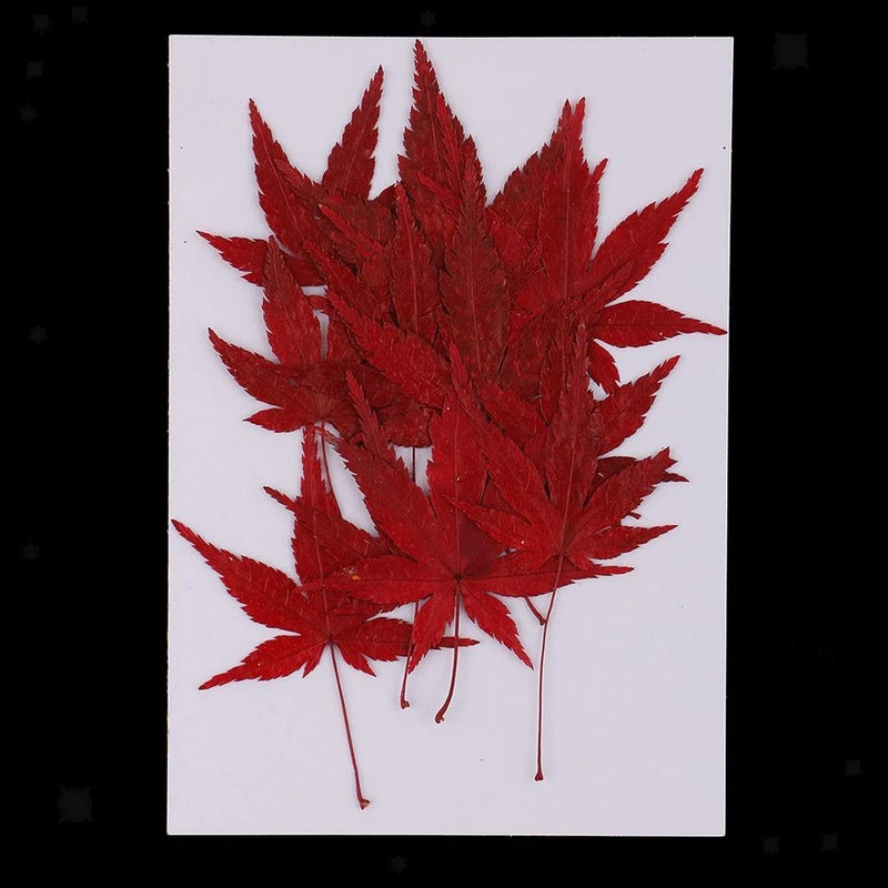Red dried flower petals bundle for DIY Christmas card making
