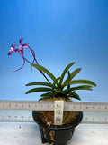 Neofinetia falcata(japaneseorchid)select/dark red/KOUYOUBAI ___ Orchids