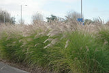 Photo A3 Pampas Grass Poole/SZ0191 Separating the road from the footpat c2015 Pampas Grass