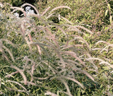 FOUNTAIN GRASS ORIENTAL Pennisetum Orientale - 50 Bulk Seeds Pampas Grass