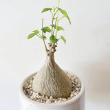 6CM Succulent Cactus Plant Gerrardanthus Macrorhizus Cactaceae Home Garden Plant Garden Plants