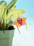 Masdevallia repanda Miniature Orchid Species Yellow Red 2Ó Pot (CJ36) Orchids