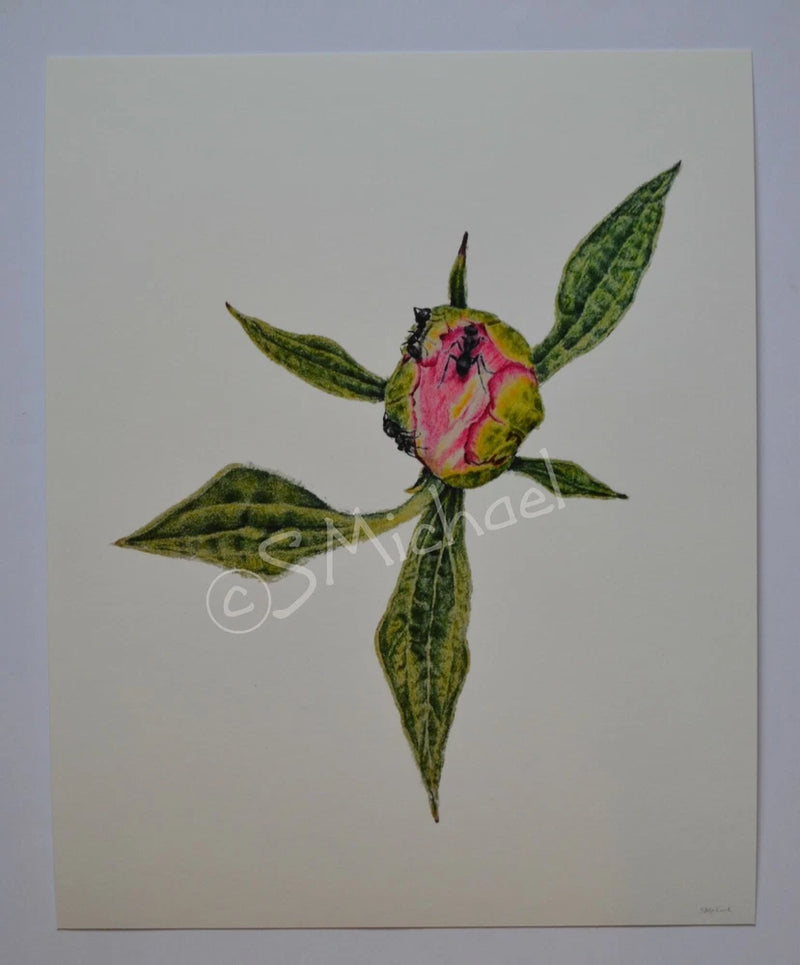 Peony bud art print with green leaves