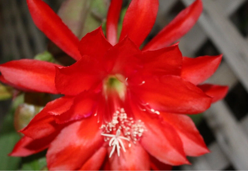 25+ SEEDS Epiphyllum Orchid Cactus ADAM MICHAEL x MYSTERIAN free shipping Orchids