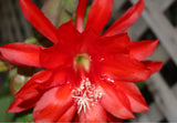 25+ SEEDS Epiphyllum Orchid Cactus ADAM MICHAEL x MYSTERIAN free shipping Orchids
