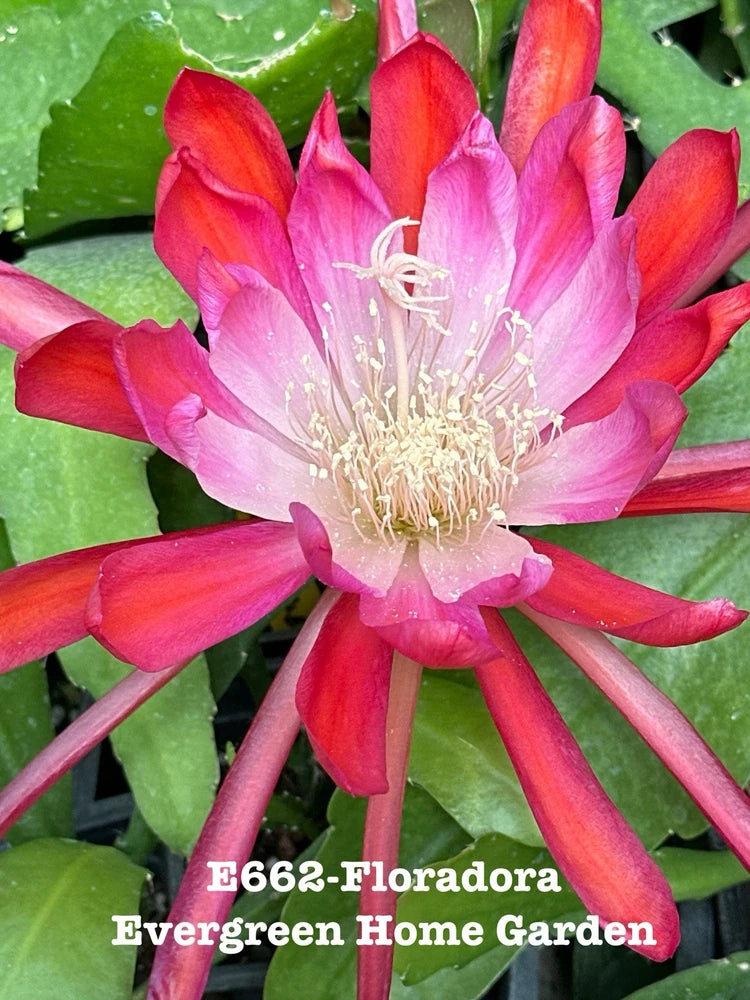 Floradora orchid cactus bloom with vivid pink and red petals and white center.