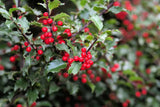 100+ English Holly Tree Seeds Ilex aquifolium Ð Rare Evergreen Garden Plant Garden Plants