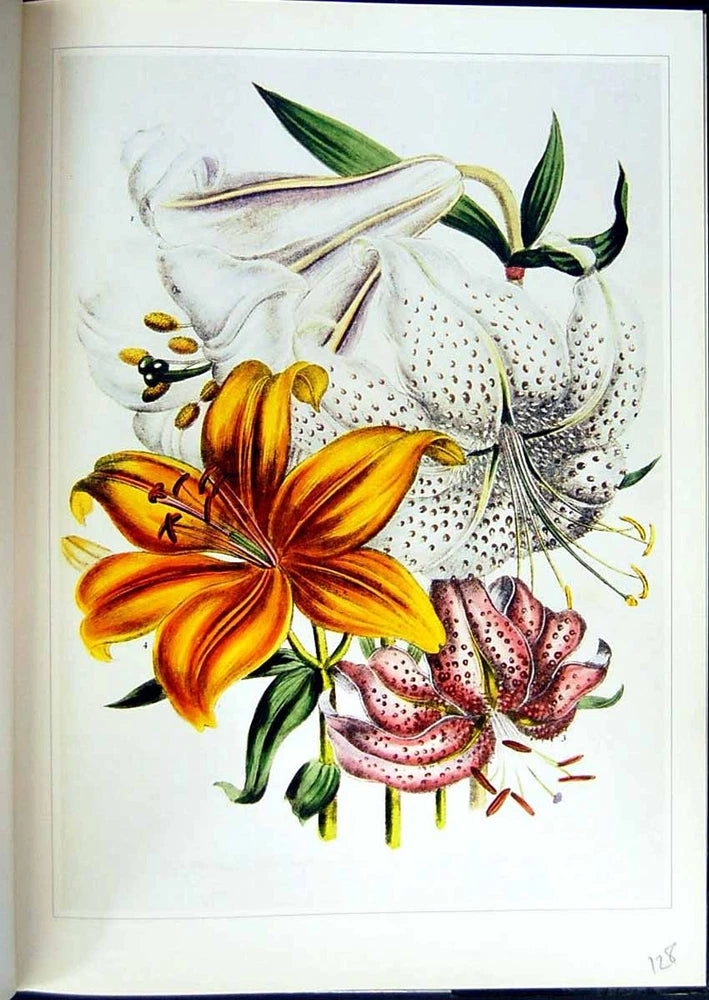 Old Vintage Print C1991 Ornamental Flowers Lily Japonicum Lilium Loudon 20th Lily