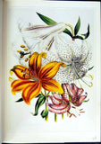 Old Vintage Print C1991 Ornamental Flowers Lily Japonicum Lilium Loudon 20th Lily