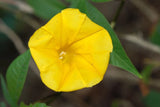 MERREMIA TUBEROSA, wood rose vine yellow flower morning glory Ipomoea  -15 seeds Orchids