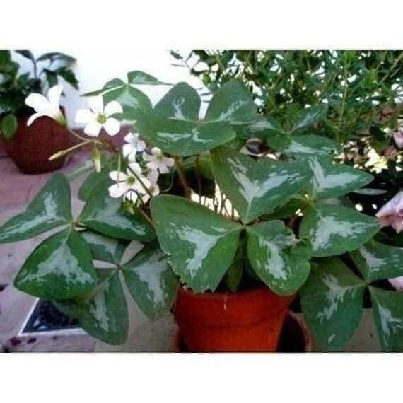 Oxalis Regnelli FANNY Shamrock/Wood Sorrel (Bulb/Not Plant) - US Seller! Flowering Plants